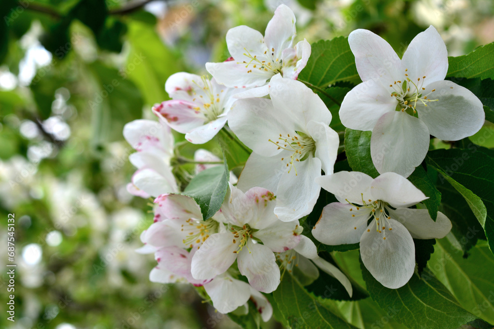 white flowers of blooming apple tree close up wallpaper  