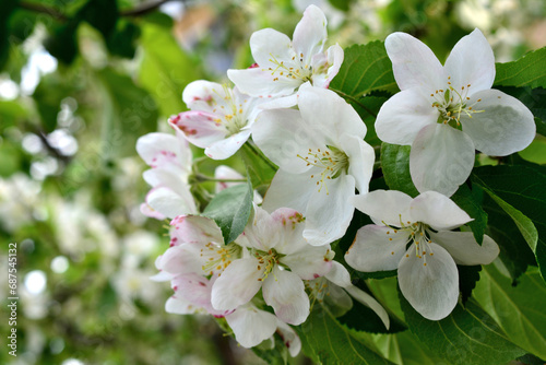 white flowers of blooming apple tree close up wallpaper  