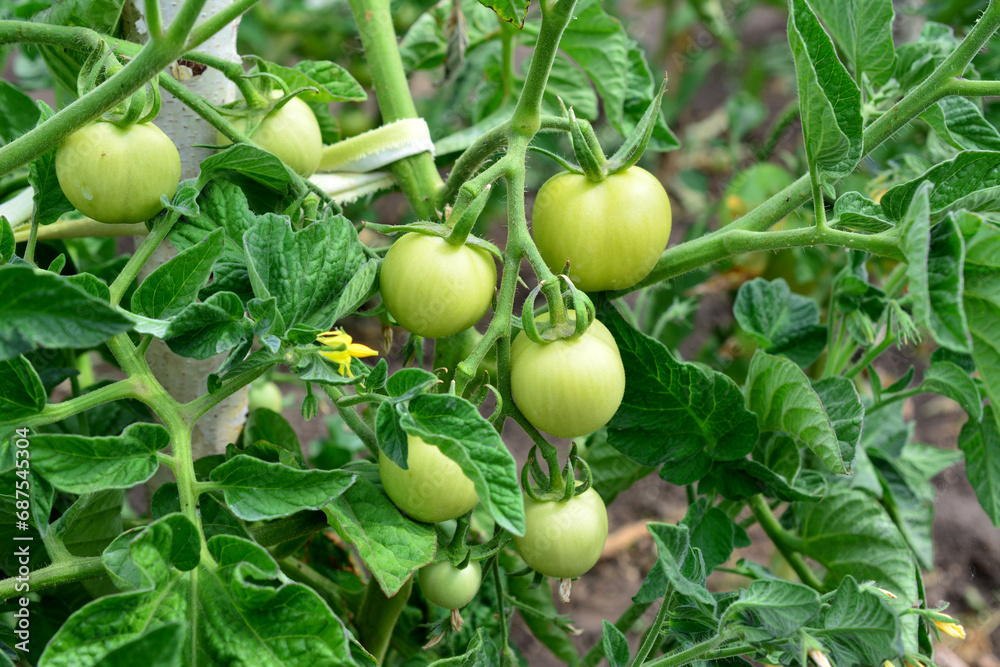 green tomato plant with hanging green tomatoes close up green tomato plant with hanging green tomatoes close up