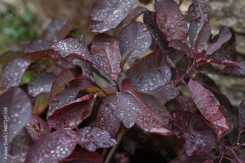 Smoke bush (Cotinus Royal Purple)
