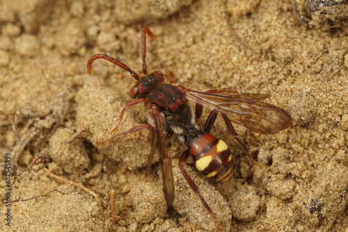 Closeup on a female of the Panzer's Nomad bee, Nomada panzeri sitting on the ground