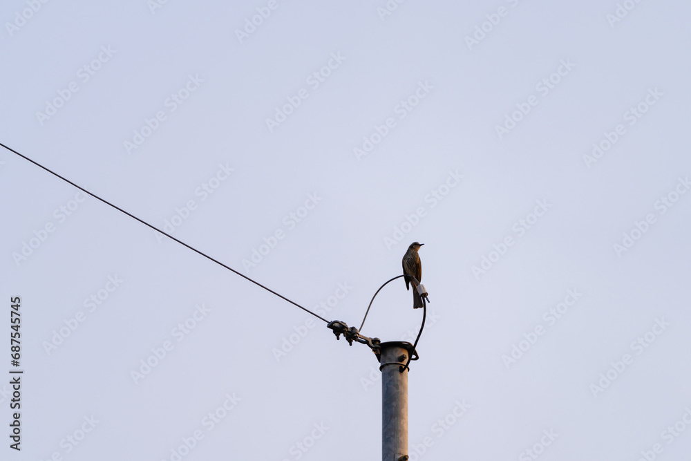 Brown-eared bulbul is sitting on a power cable and looking back. Close-up, selective focus Brown-eared bulbul is sitting on a power cable and looking back. Close-up, selective focus
