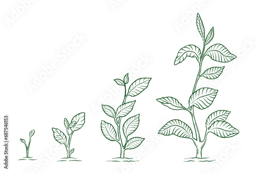 Plant growth stage. Animation of the development Hand drawn coloring sketch vector.