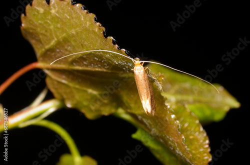 fairy longhorn moth, Nematopogon, sitting on a green leaf photo