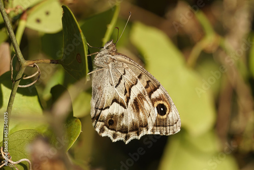Closeup on a striped grayling butterfly, Hipparchia fidia hanging on a leaf photo