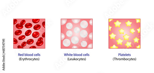 Blood Composition. Red Blood cells, erythrocytes, platelets, thrombocytes, and White blood cells, leukocytes. Vector illustration.