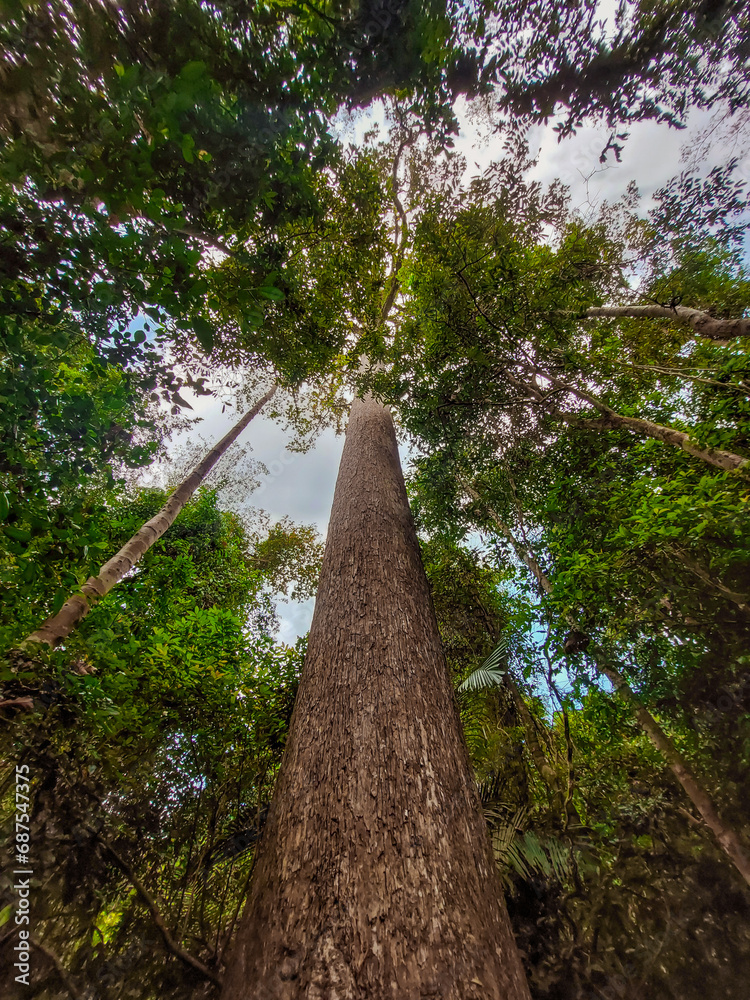 Fototapeta premium Photo up to the tree top shot from below. Treetops seen from a low angle. Green forest. Tree with green Leaves and sun light. Bottom view background. Looking Up In Beautiful Forest Trees Woods.