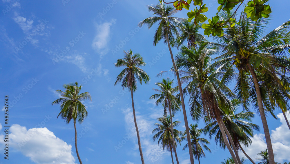 Tropical landscape with palm trees and blue sky with white clouds. coconut tree clear blue sky Tropical landscape with palm trees and blue sky with white clouds. coconut tree clear blue sky