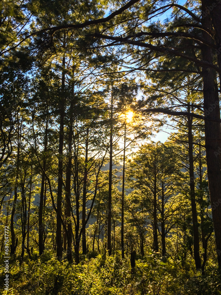 Summer forest with bright sun shining through the trees. Wooded forest trees backlit by golden sunlight before sunset with sun rays pouring through trees on forest floor illuminating tree branches. Summer forest with bright sun shining through the trees. Wooded forest trees backlit by golden sunlight before sunset with sun rays pouring through trees on forest floor illuminating tree branches.