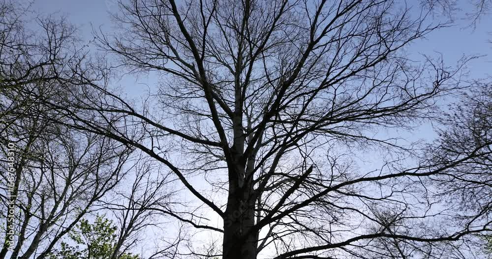birch tree in the spring season, spring park with birch trees with the first green foliage in sunny weather birch tree in the spring season, spring park with birch trees with the first green foliage in sunny weather
