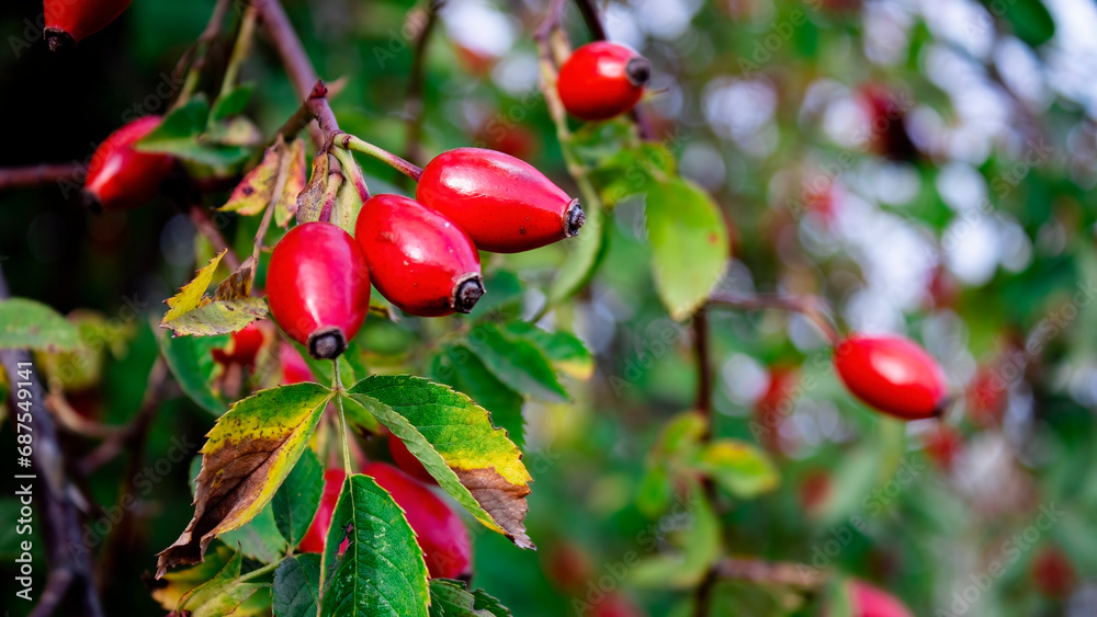 Obraz premium Close-up. Medicinal plant. A green thorny rosehip bush with red fruits. Bright red bunch of rosehip fruits.