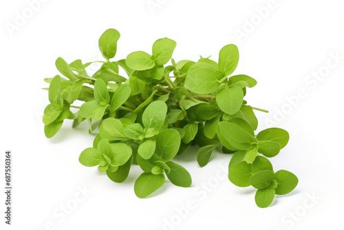 Oregano icon on white background