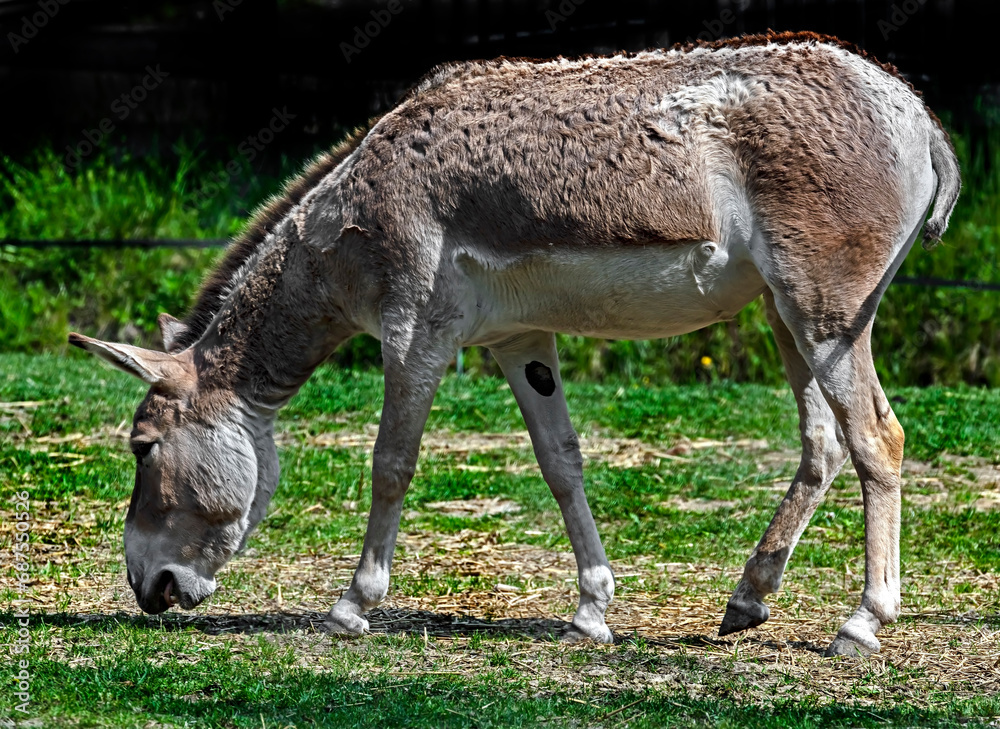 Kulan grazing on the lawn. Latin name - Equus hemionus. Also known as asian wild donkey Kulan grazing on the lawn. Latin name - Equus hemionus. Also known as asian wild donkey
