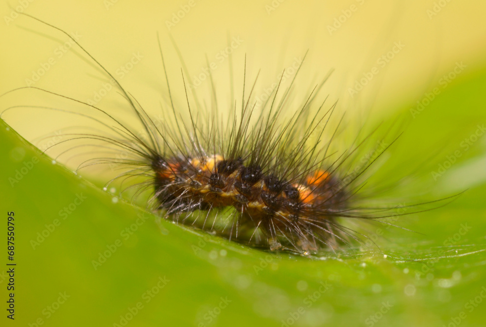 Fototapeta premium hairy caterpillar crawling on a green leaf