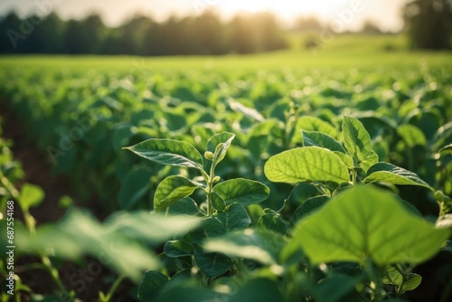 Soybean plants in a green field at an agricultural farm with copy space for text. ai generative