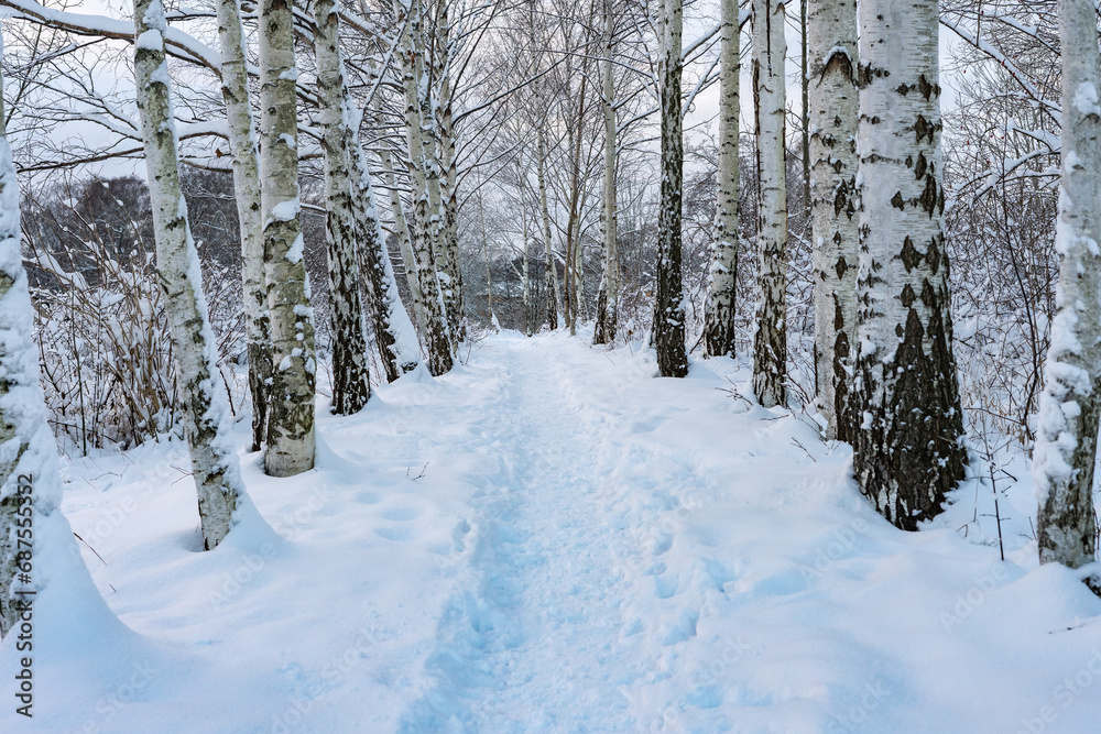 Birches in the snow. Alley. Park. Pathway in snow. Tree trunks. Winter northern landscape. Amazing view of forest trees woods covered with snow. Trees branches in the sunny morning after snowfall. Birches in the snow. Alley. Park. Pathway in snow. Tree trunks. Winter northern landscape. Amazing view of forest trees woods covered with snow. Trees branches in the sunny morning after snowfall.