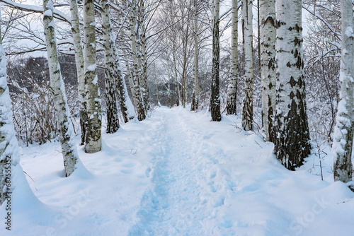 Birches in the snow. Alley. Park. Pathway in snow. Tree trunks. Winter northern landscape. Amazing view of forest trees woods covered with snow. Trees branches in the sunny morning after snowfall. 