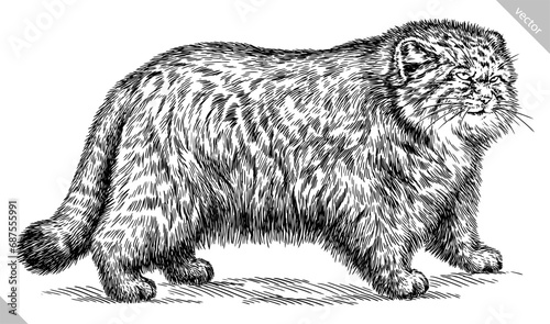 Vintage engraving isolated manul set illustration ink sketch. Palla's cat background silhouette kitten art. Black and white hand drawn vector image