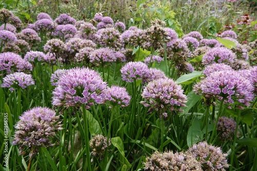Closep on a vibrant purple blossoming ornamental onions , Allium, in a gardening flowerbed photo
