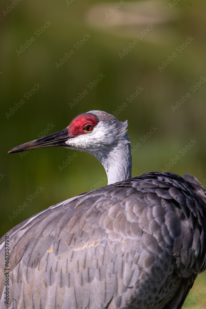 Fototapeta premium close up of a sandhill crane