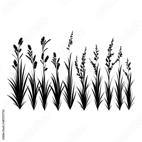 Vector Illustration of Grass © Sulthan Vector