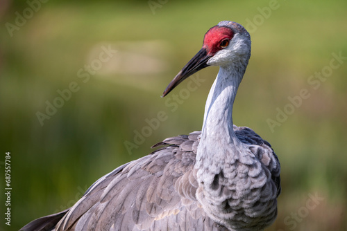 close-up of a sandhill crane