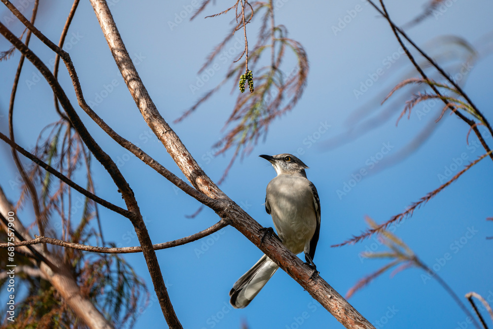 bird on a branch