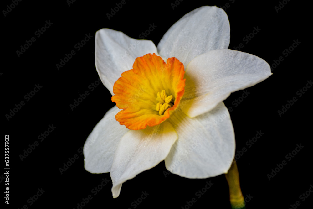 Fototapeta premium white narcissus isolated on black
