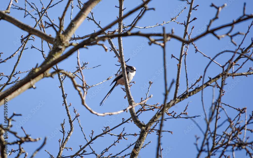 bird on a tree bird on a tree