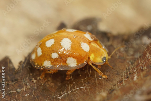 Closeup on the bright orange ladybeetle, Halyzia sedecimguttata, sitting on a leaf photo