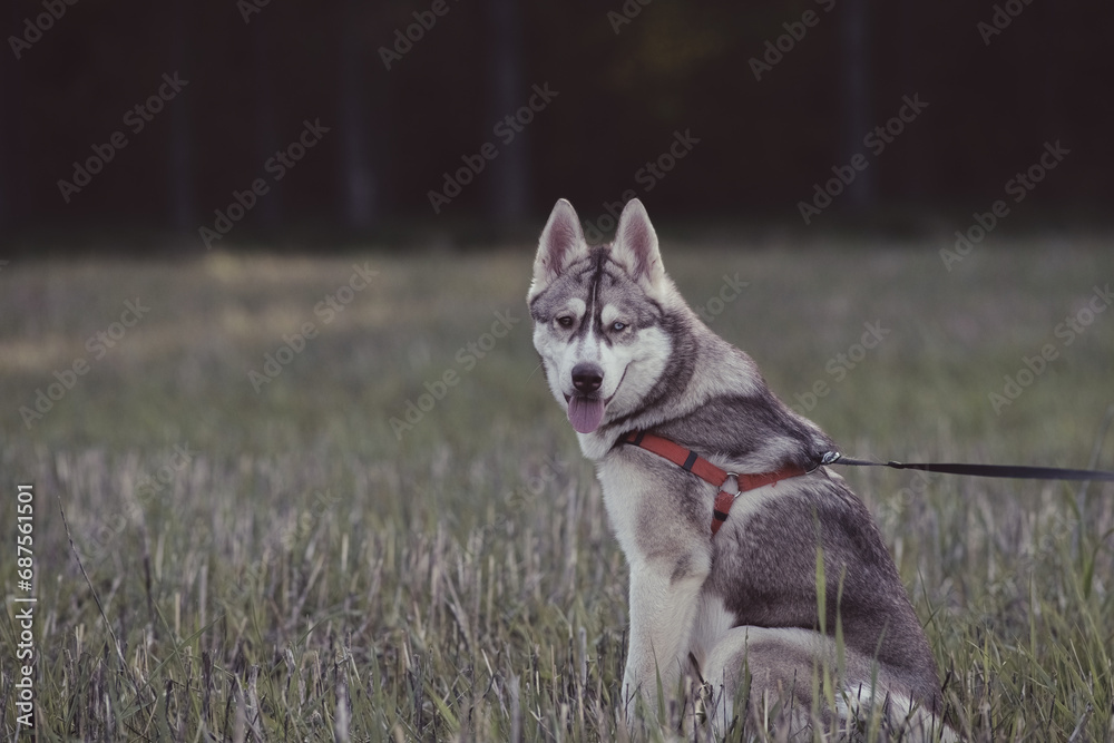 Beautiful purebred husky on a walk in nature.