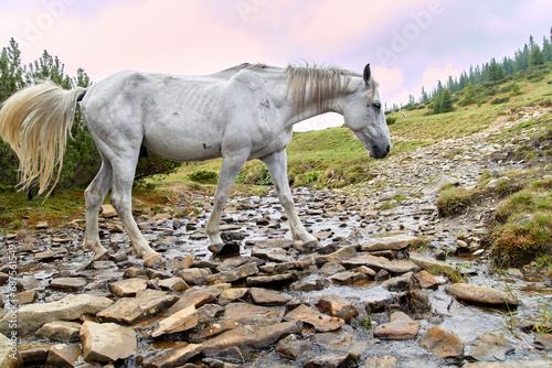 Mountain landscape in the Carpathians with a white horse drinking from a mountain stream