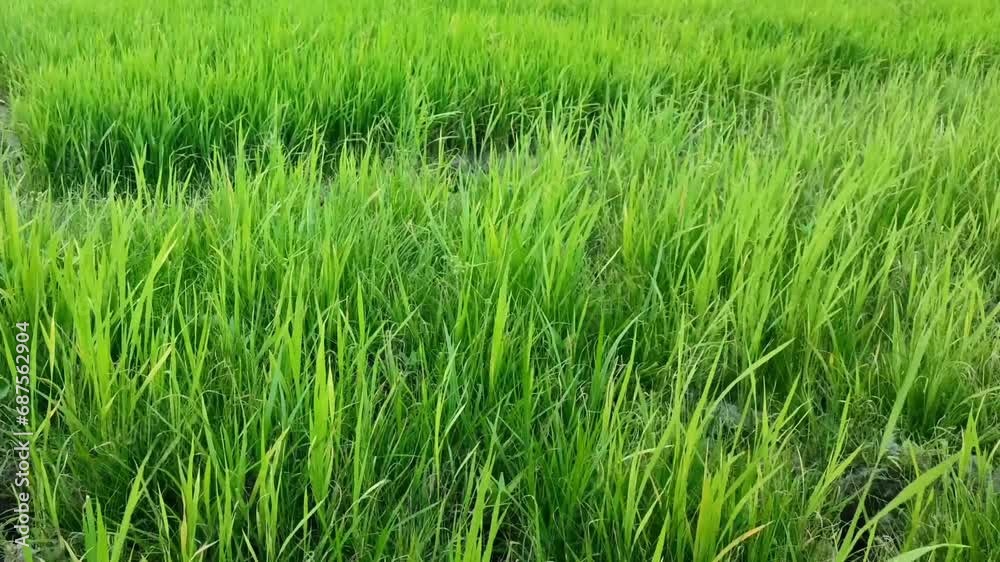 Nature background of young rice plants blowing in the wind in the afternoon. Selective focus. Nature background of young rice plants blowing in the wind in the afternoon. Selective focus.