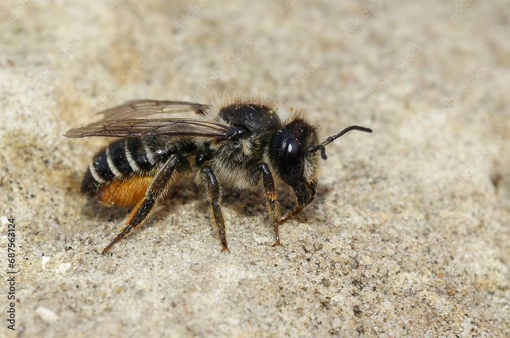 Closeup on a female Willowherb leafcutter bee, Megachile lapponica sitting on a stone Closeup on a female Willowherb leafcutter bee, Megachile lapponica sitting on a stone