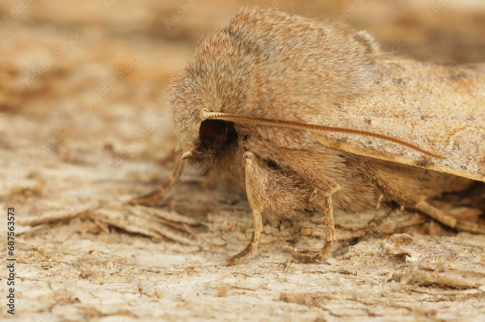Obraz premium Closeup on the Clouded drab owlet moth, Orthosia incerta, sittin