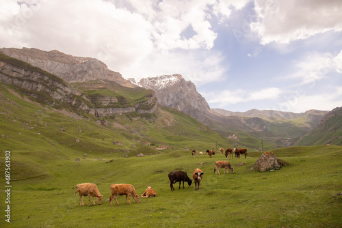 Kusar region. Azerbaijan. 05.17.2021. Herd of cows in the mountains. © Борис Масюра