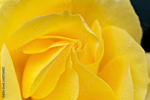 Blooming fresh beautiful yellow rose. Petals in the form of whirlpool