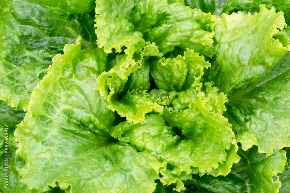Bush of fresh young green lettuce in drops after rain. New harvest. Useful greens. Health, vegetarian food. Locally grown. Selective focus, defocus. Top view Bush of fresh young green lettuce in drops after rain. New harvest. Useful greens. Health, vegetarian food. Locally grown. Selective focus, defocus. Top view