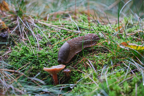A snail eats a mushroom in an autumn forest in Denmark