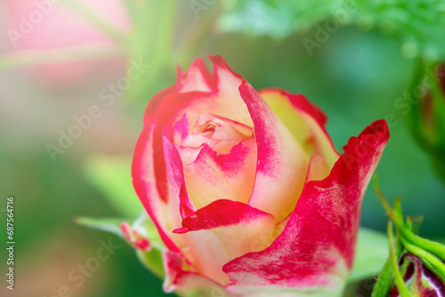 Fresh beautiful pink roses on green background in sunshine close-up. Selective focus  defocus