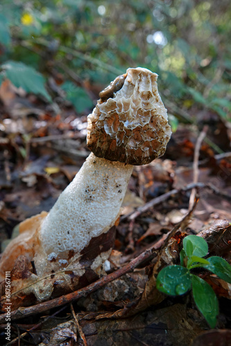 Closeup on the common stinkhorn mushroom, Phallus impudicus