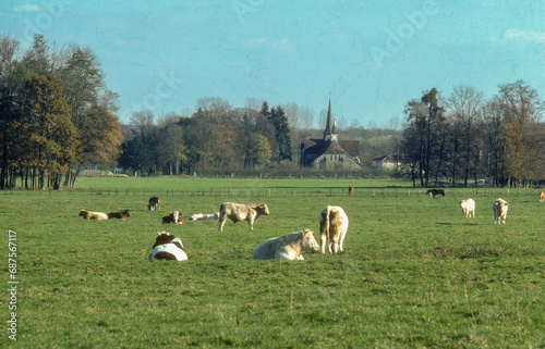Champ, vaches, Église Notre Dame en sa Nativité , Puellemontier, Rives Dervoises, Haute Marne, 52, France