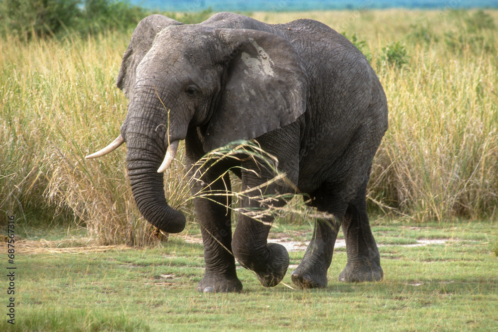 Fototapeta premium Eléphant d'Afrique, Loxodonta africana,. Parc national de la Rwindi, République Démocratique du Congo