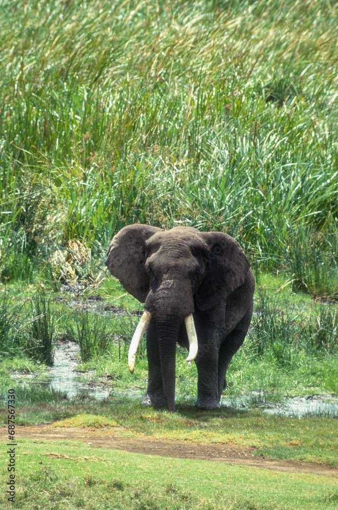 Fototapeta premium Eléphant d'Afrique, male, gros porteur, Loxodonta africana, Parc national du N.Gorongoro crater, Tanzanie