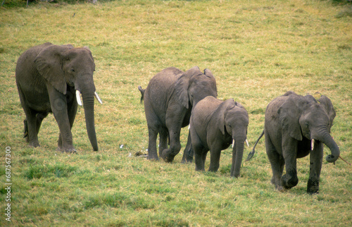 Eléphant d'Afrique, Loxodonta africana, Parc national de Masai Mara, Kenya © JAG IMAGES