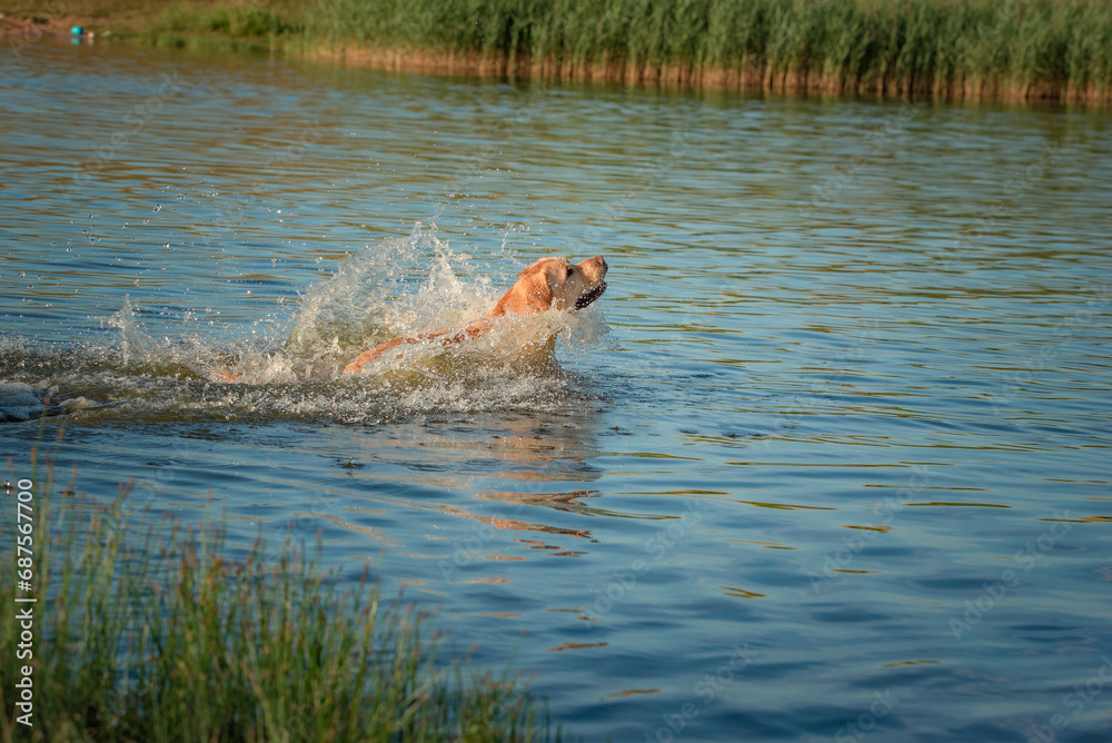 A beautiful purebred Labrador plays in a summer lake.