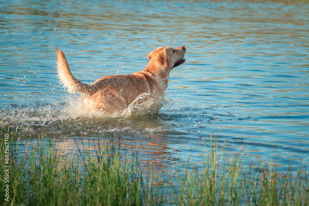 A beautiful purebred Labrador plays in a summer lake. A beautiful purebred Labrador plays in a summer lake.