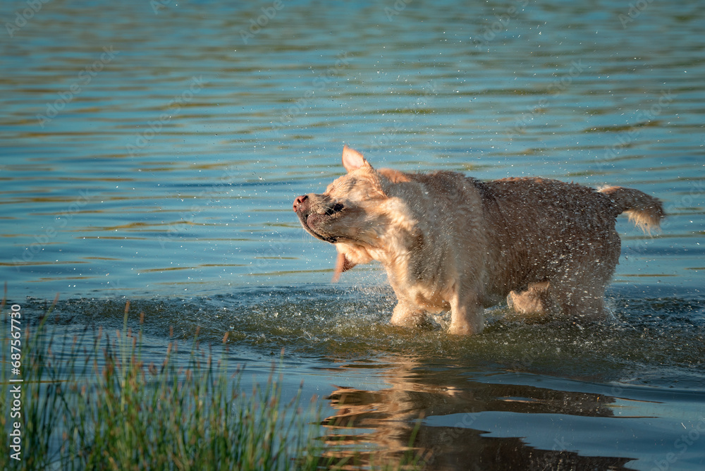 A beautiful purebred Labrador plays in a summer lake. A beautiful purebred Labrador plays in a summer lake.
