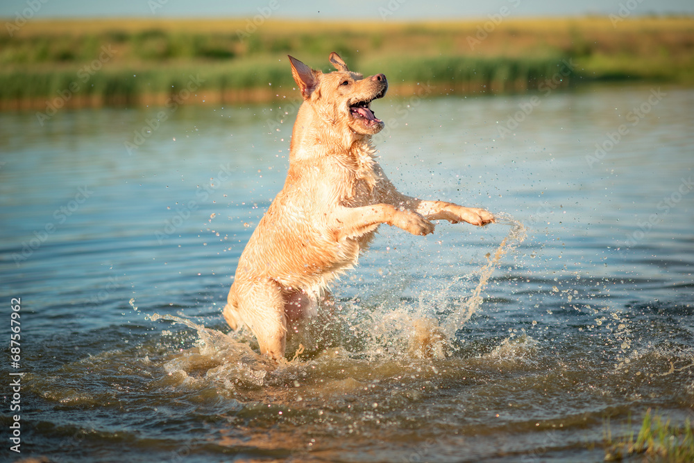 A beautiful purebred Labrador plays in a summer lake. A beautiful purebred Labrador plays in a summer lake.