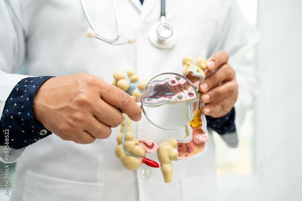Intestine, appendix and digestive system, doctor holding anatomy model for study diagnosis and treatment in hospital. Intestine, appendix and digestive system, doctor holding anatomy model for study diagnosis and treatment in hospital.